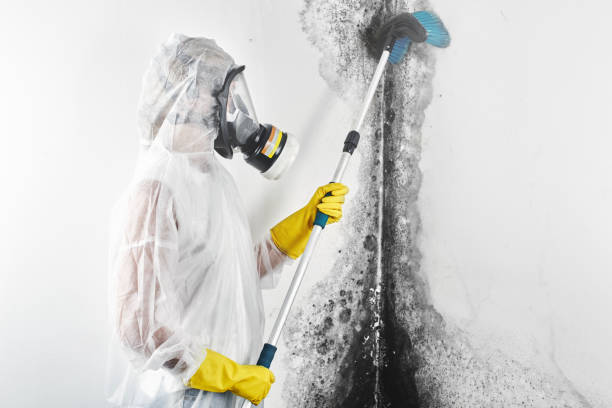 Professional Mold Removal in Brentwood, TN