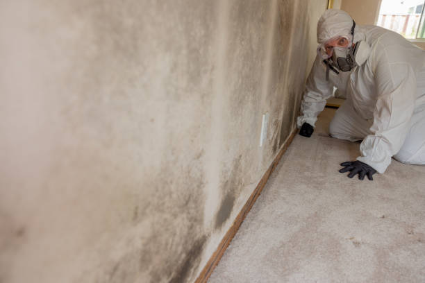 Best Asbestos and Lead Testing During Mold Inspection  in Brentwood, TN